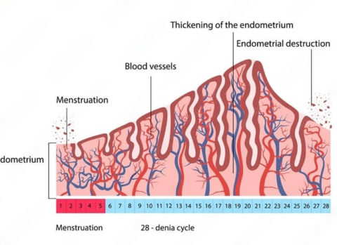 Normal Endometrial Thickness In Periods & Pregnancy