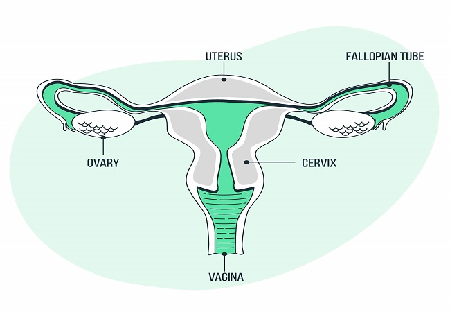 What Is Normal Ovary Size How Does It Affect Pregnancy