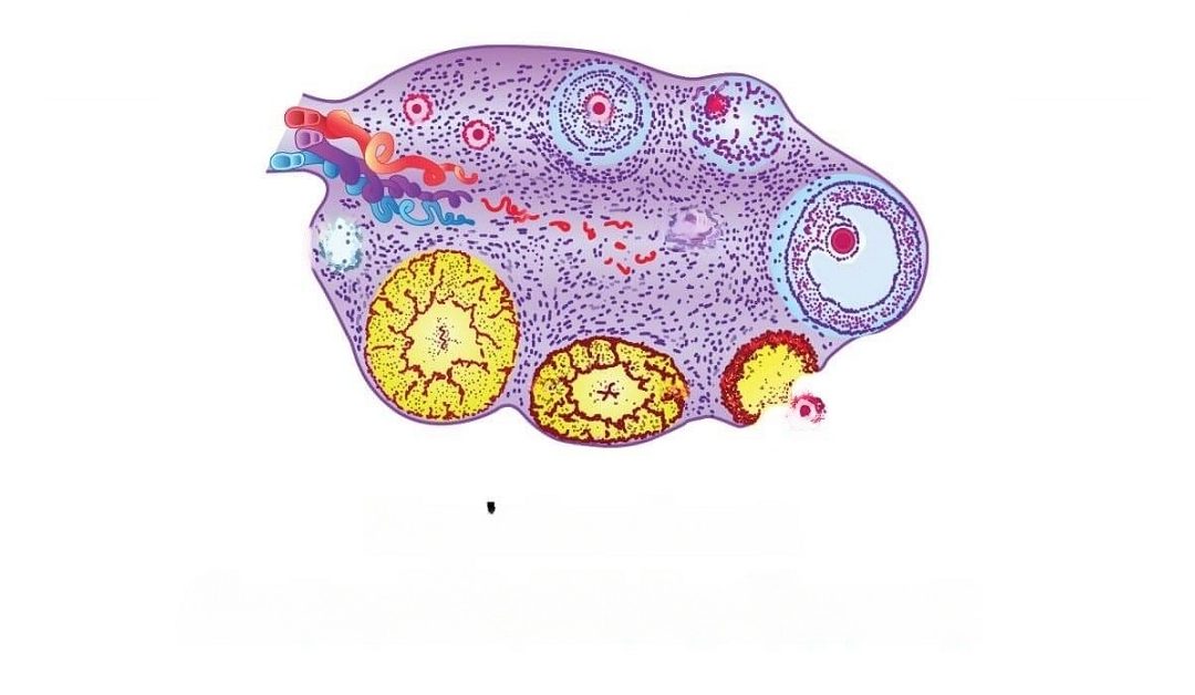 What is Antral Follicle Count (AFC)?