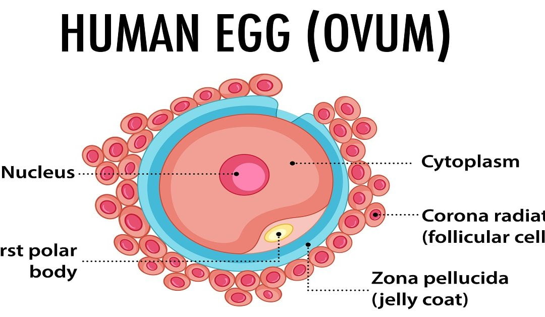 Bad Egg Quality: Symptoms, Causes, Diagnosis & Treatment