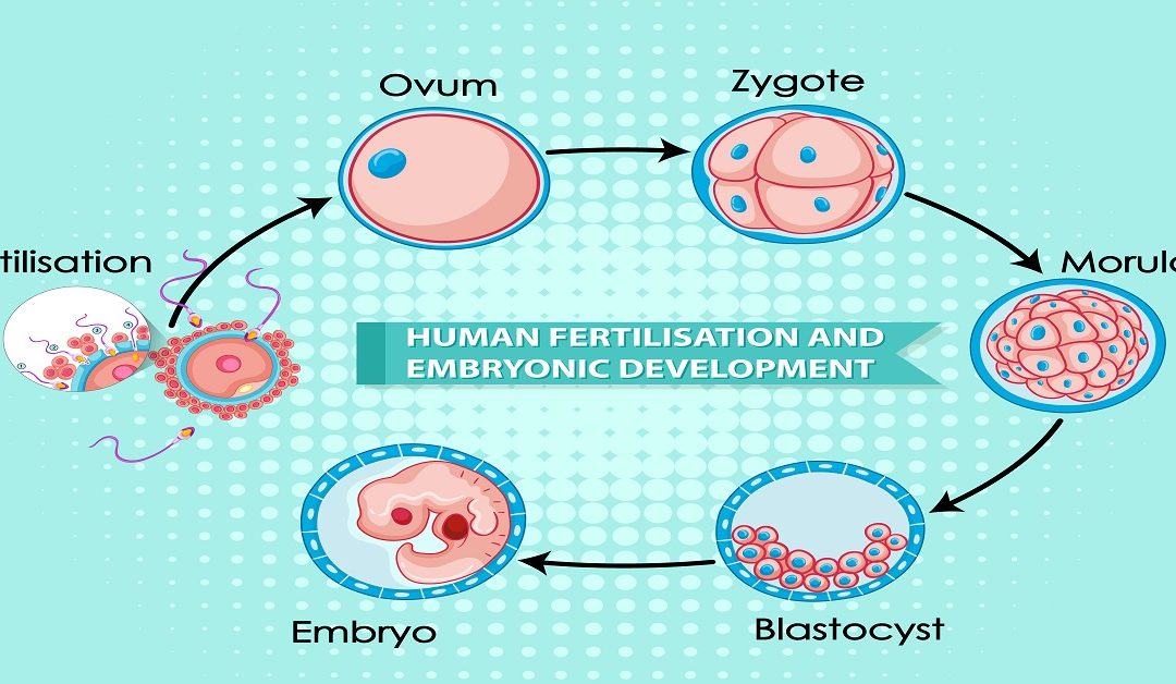 Blastocyst Culture in IVF: Procedure, Succes rate & Risk