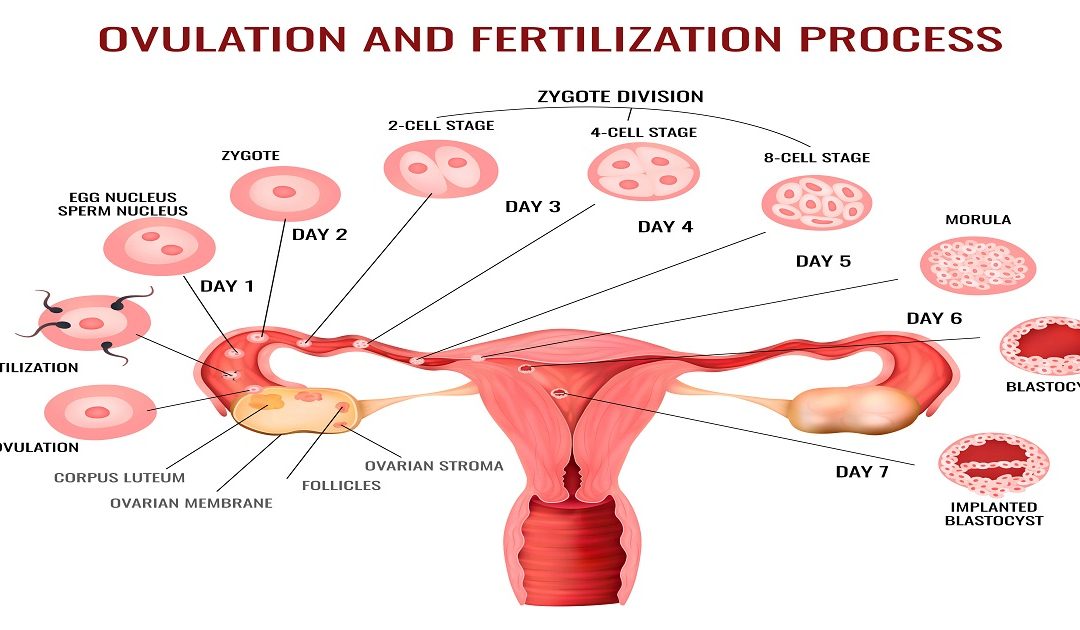 Ovulation Induction: Procedure, Medications & Risks