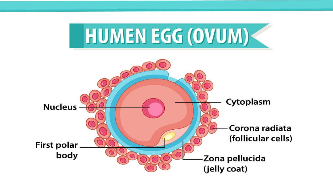 How to Improve Egg Quality for IVF Pregnancy?