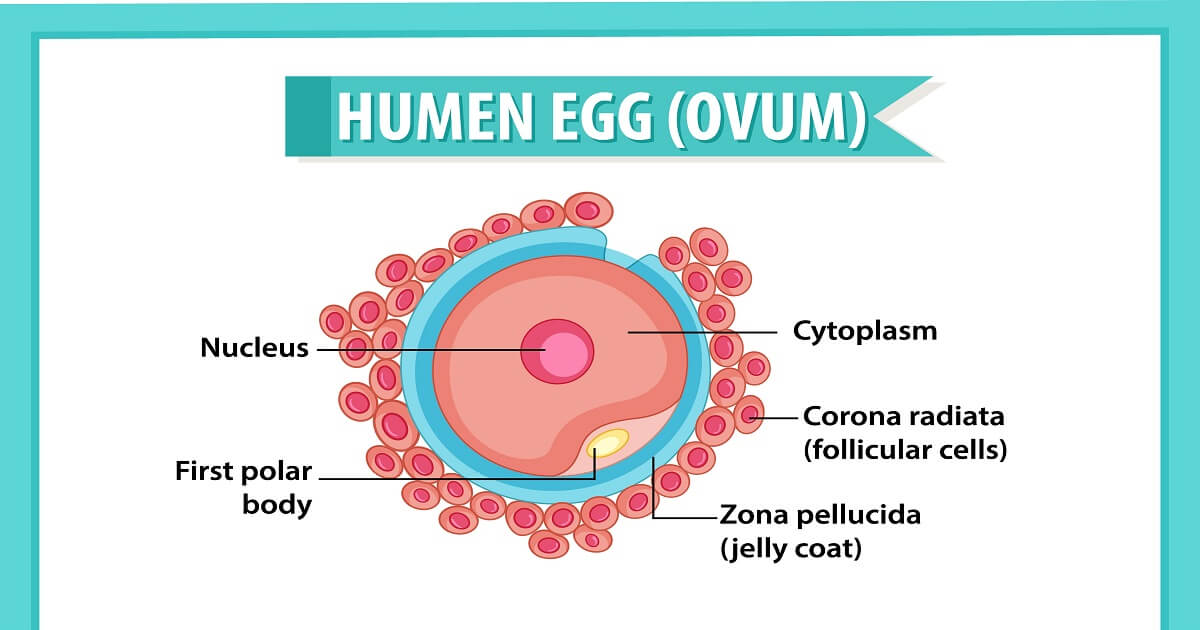 How to Improve Egg Quality for IVF Pregnancy? | Little Angel IVF